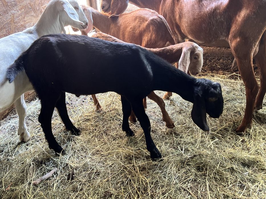 Pereche tap si iada anglonubian