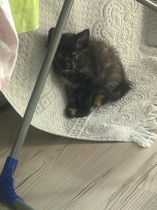 Отдам котят в добрые руки.