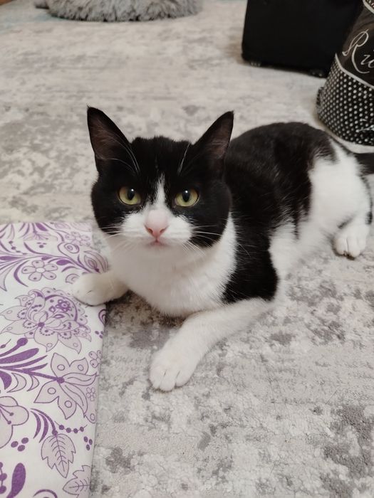 Отдам черно-белую кошку