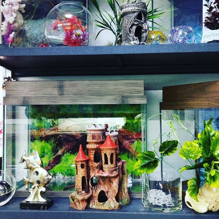 Рюмка5л .В Афалине.Навои Торайгырова