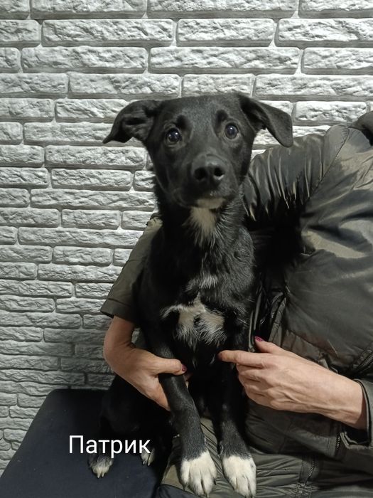 Щенкам нужен дом!