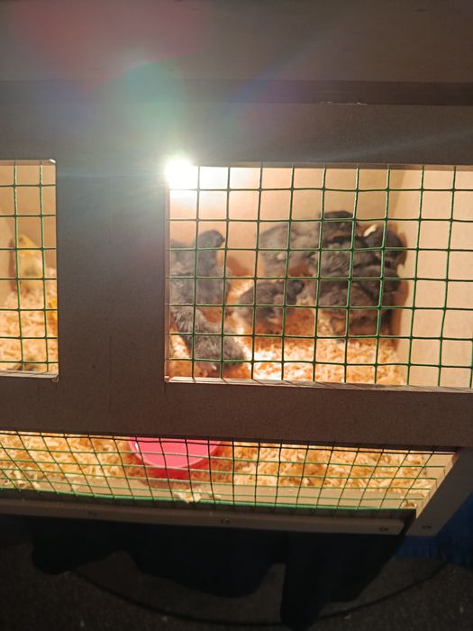 Акция Срочно продам клетки для кроликов