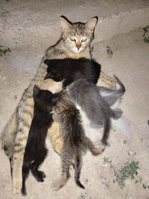Котята в добрые руки
