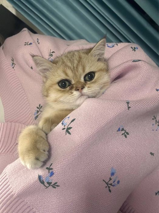 Продается шиншила