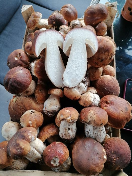 Hribi uscați (pitoance, mânătărci, bureți, ciuperci) - naturali, aromă