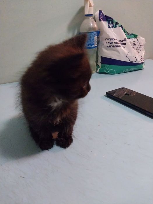 Пристраиваются котята