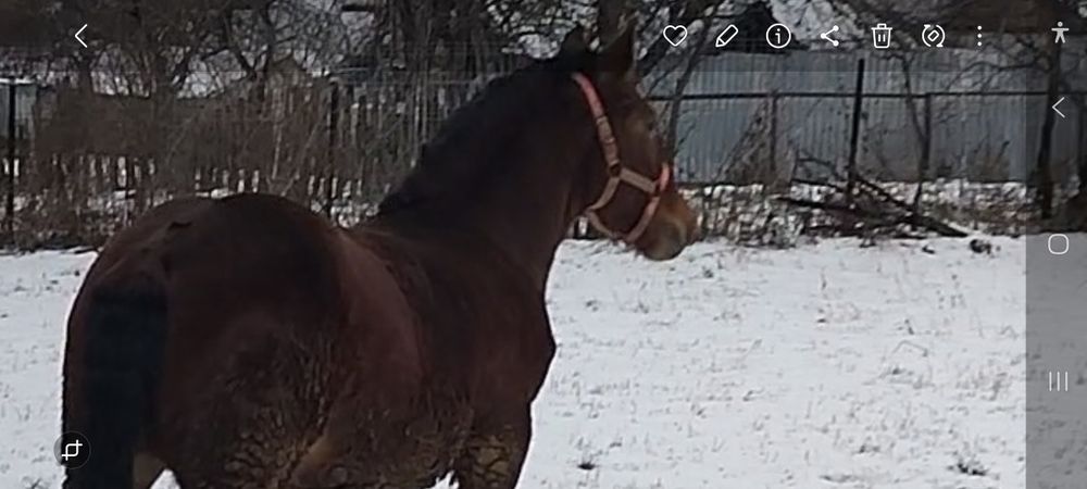 Vând mânz semigreu de 9 luni