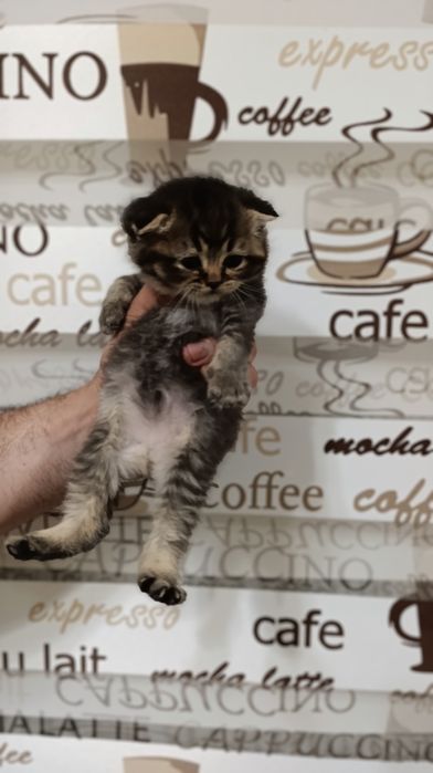 Shinshila mushukchalarimiz