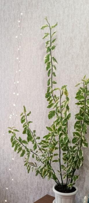 Педилантус     .