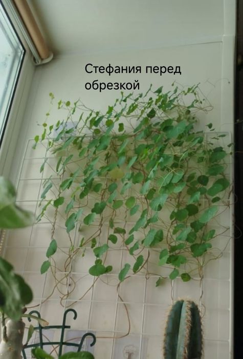 Комнатные  цветы