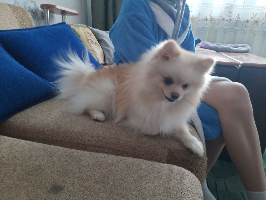 Вязка померанский шпиц