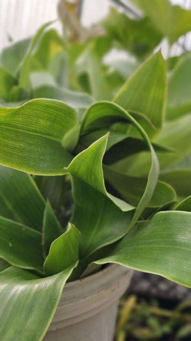 Золотой Ус цветок