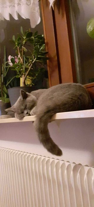 Британски котарак