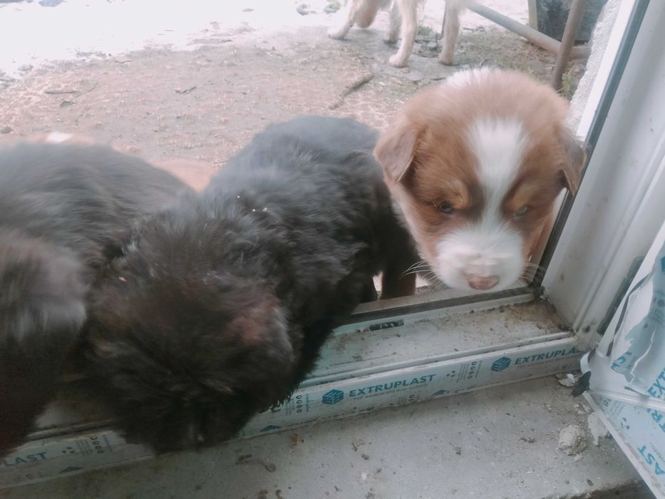 Donez spre adopție 7 cățeluși frumoși și mâncăcioși