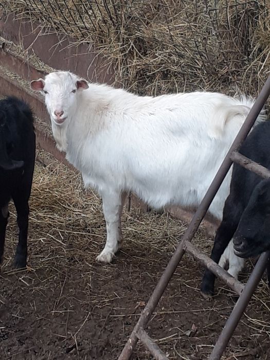 Capre alpin francez metis