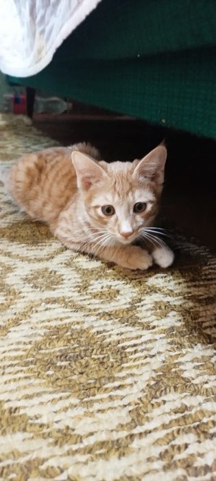 Отдадим котят в хорошие руки
