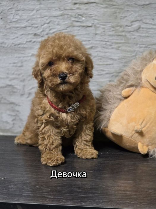 Щенки Пуделя ищут Родителей