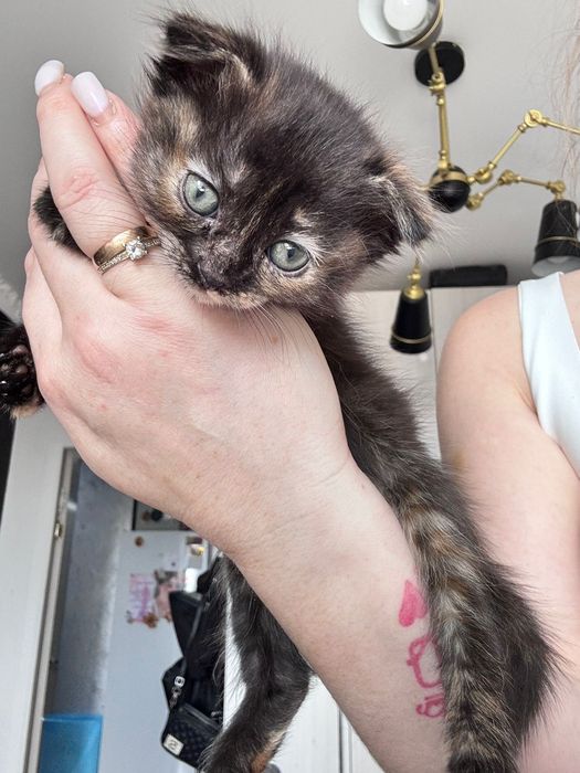 Продам котят две девочки