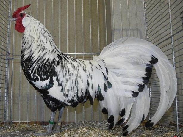 Инкубационные  яйца