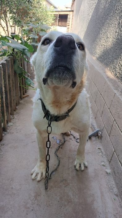 Алабай кучик 2 ёш