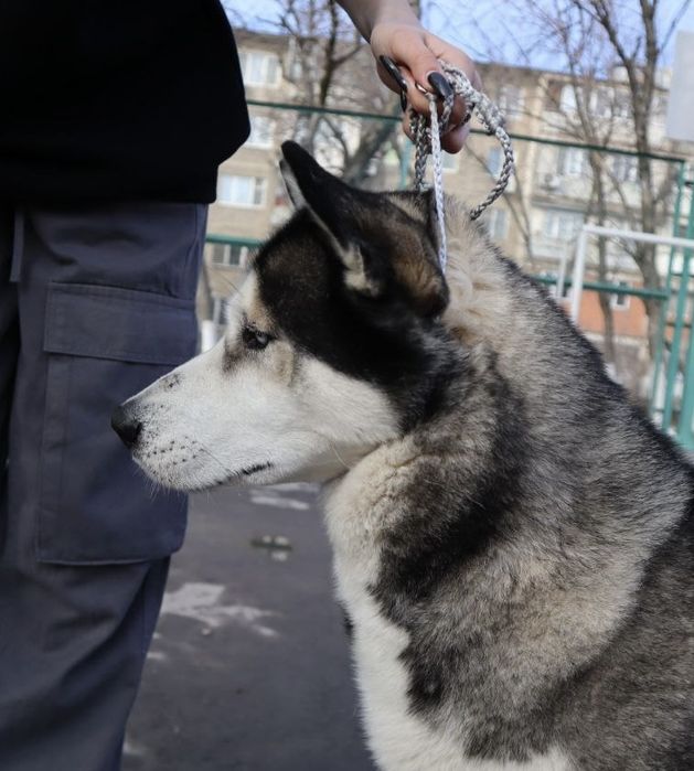 Ринговки для выставок собак
