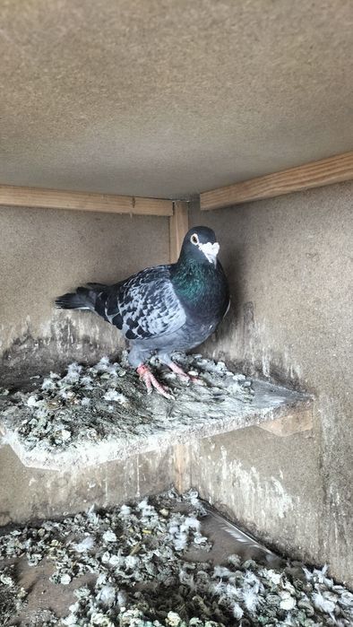 Porumbei sport de vânzare