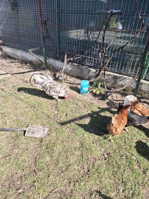 Cocoși de rasa Austrolorp