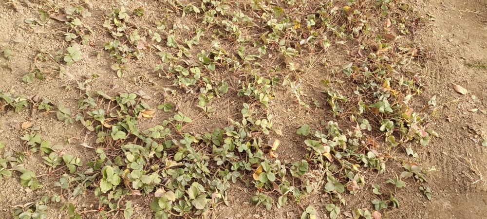 Рассаду клубники в грунте