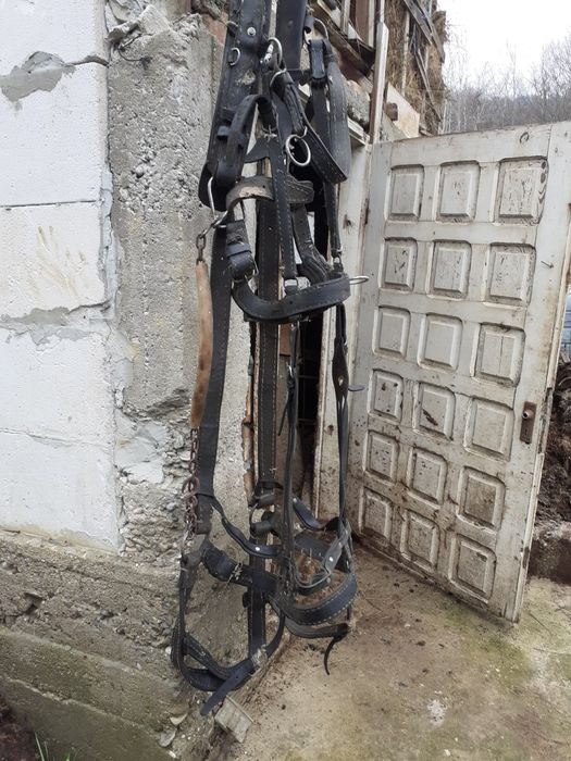 Ham pt cal purtat 1 an