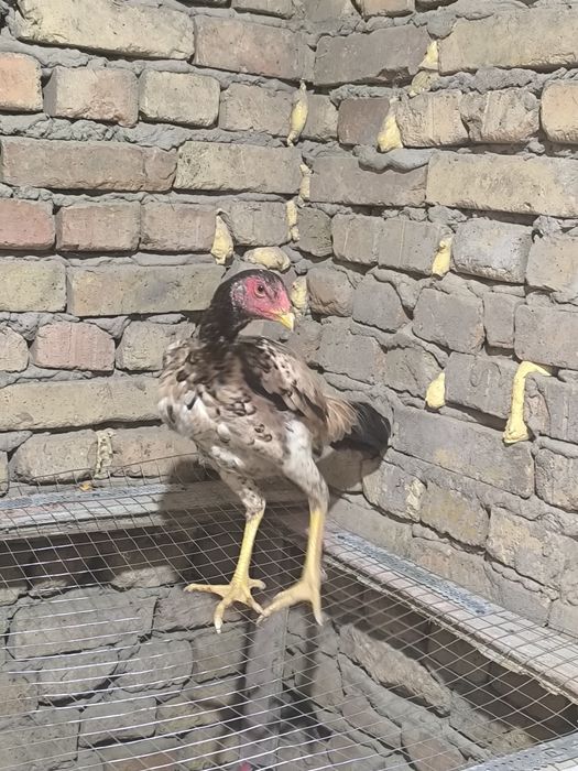 Курица бойцовая ..