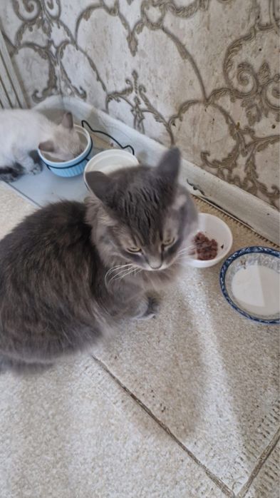 Отдам кошек в добрые руки!