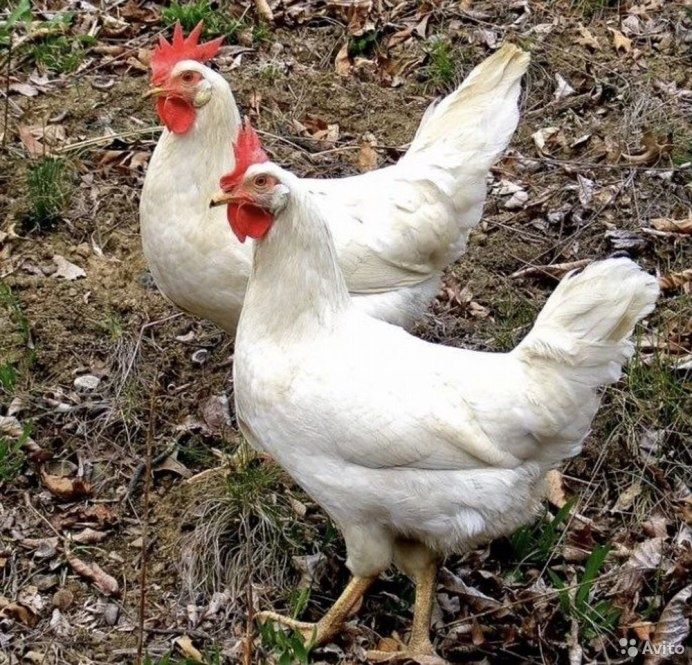 Продам кур несушек легорн