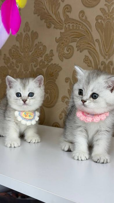Серебристые британские шиншилы
