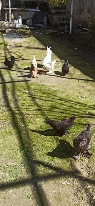 ЯПОНЧА оиласи {1+12} !!!