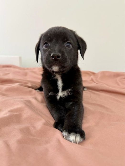 Щенки в добрые руки