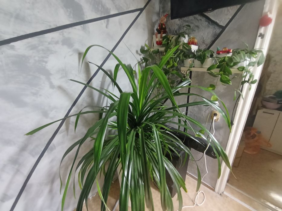 Комнатные растения