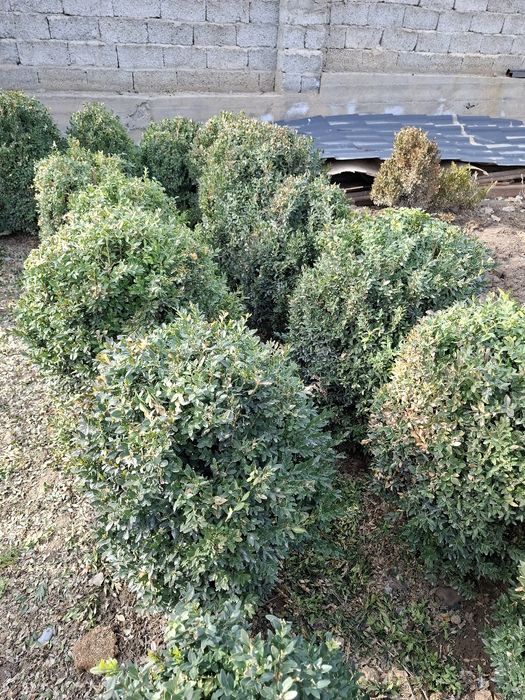 Шамшит сатылады самал 3