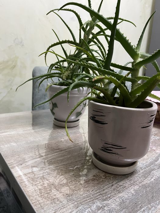 Продам алоэ вера в керамическом горшке