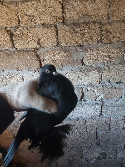 Продам голубей вольных