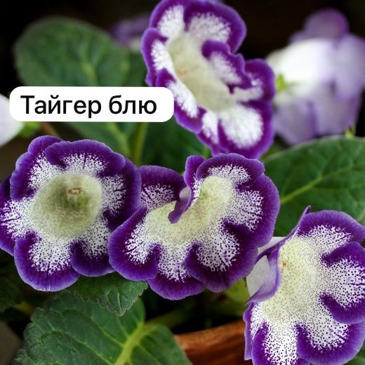 Глоксиния, тидея