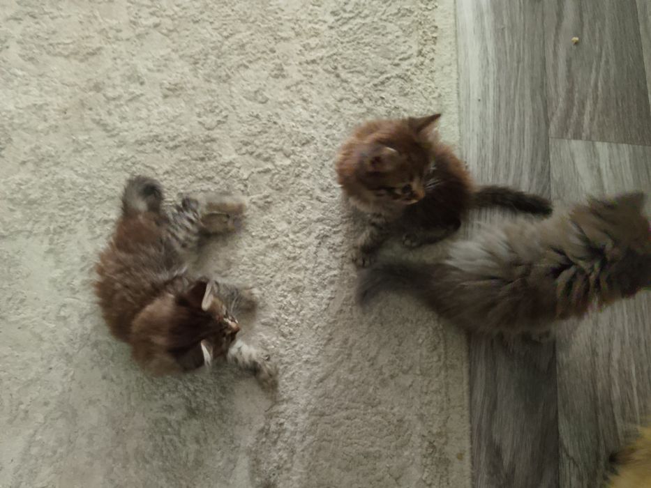 Отдам котят в добрые руки