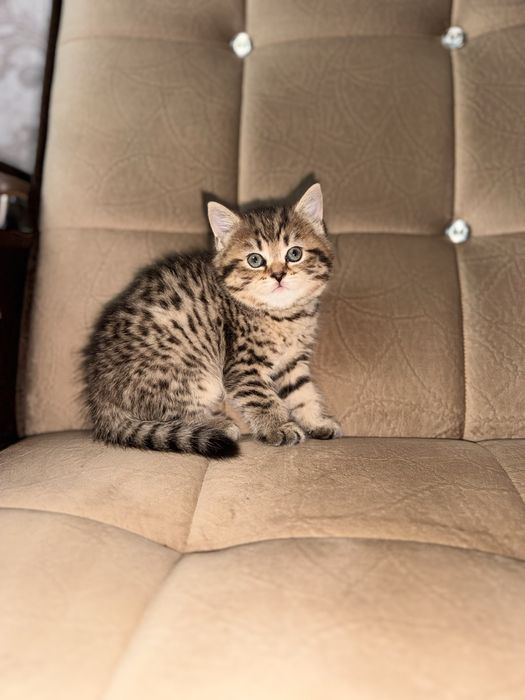 Продаю срочно котенка шотланскую