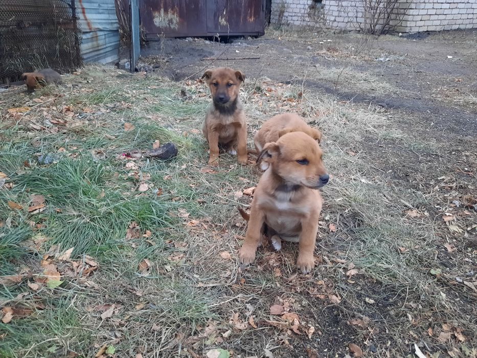 Отдам щенков бесплатно