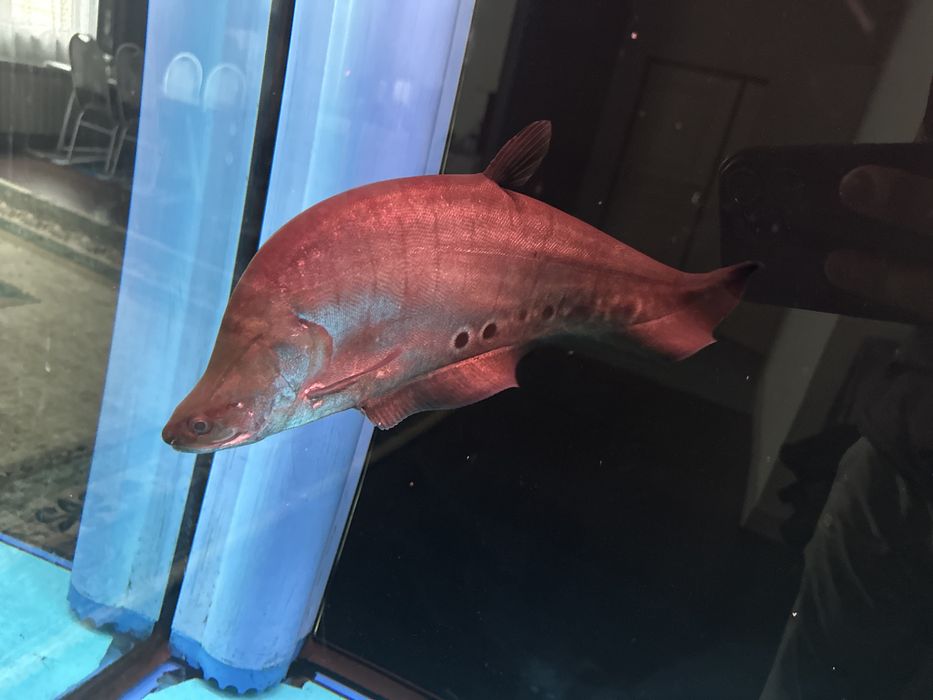 Рыба Нож Хитала.