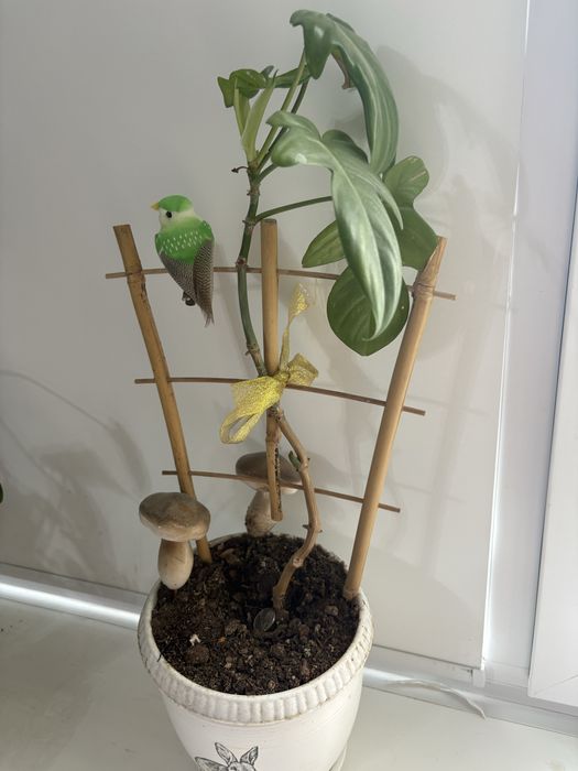 Кактусы, филодендрон, пахира