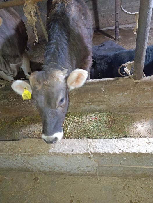 Продам тёлку Алатауской породы