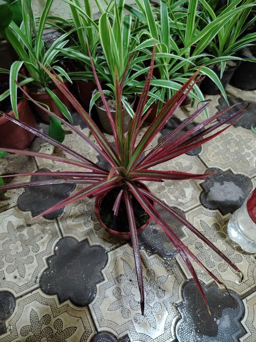 Комнатные цветы, растение, gullar, honaki gul