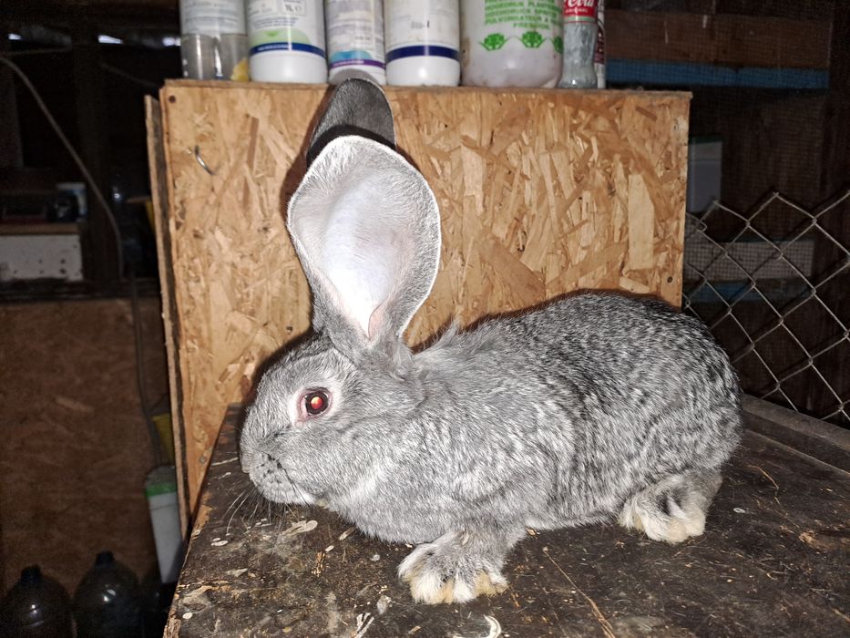 Uriaș german chinchilla pui