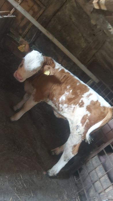 De vanzare vitea baltata