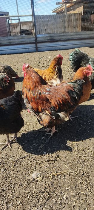 Петух брама орпингтон